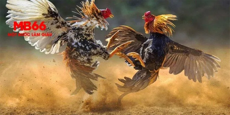 Loại hình cựa dao bắt mắt với cú đá mạnh mẽ tại giải