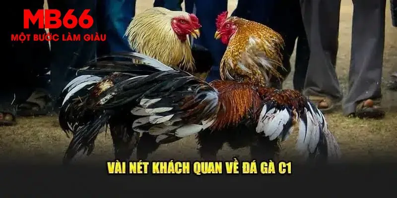 Vài nét về giải chọi gà cúp C1 đầy hấp dẫn