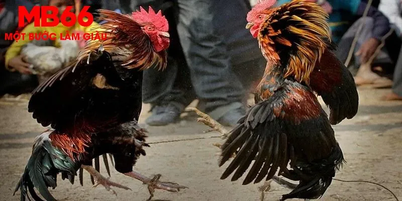 Đá gà đòn - Giải trí kịch tính và hấp dẫn mỗi ngày