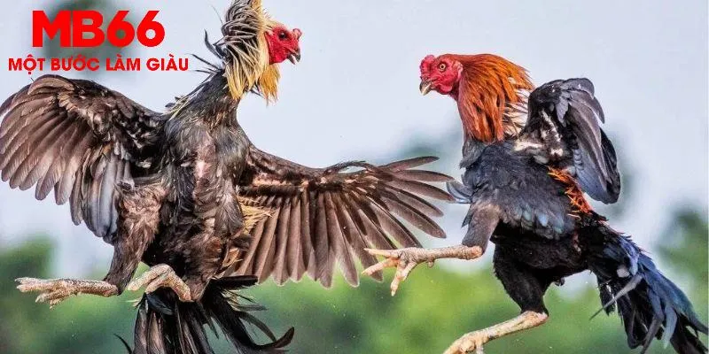 Đường truyền video chất lượng, sắc nét và rõ ràng